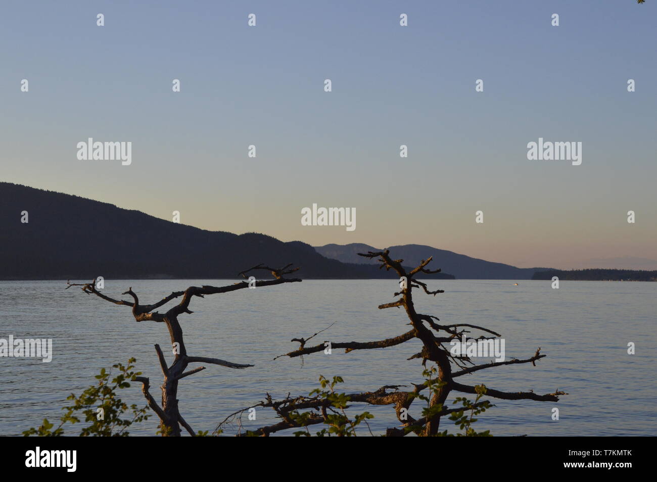 Ein toter Zedernbaum, der am Strand liegt, aß Fidalgo Island, Washington State. Stockfoto