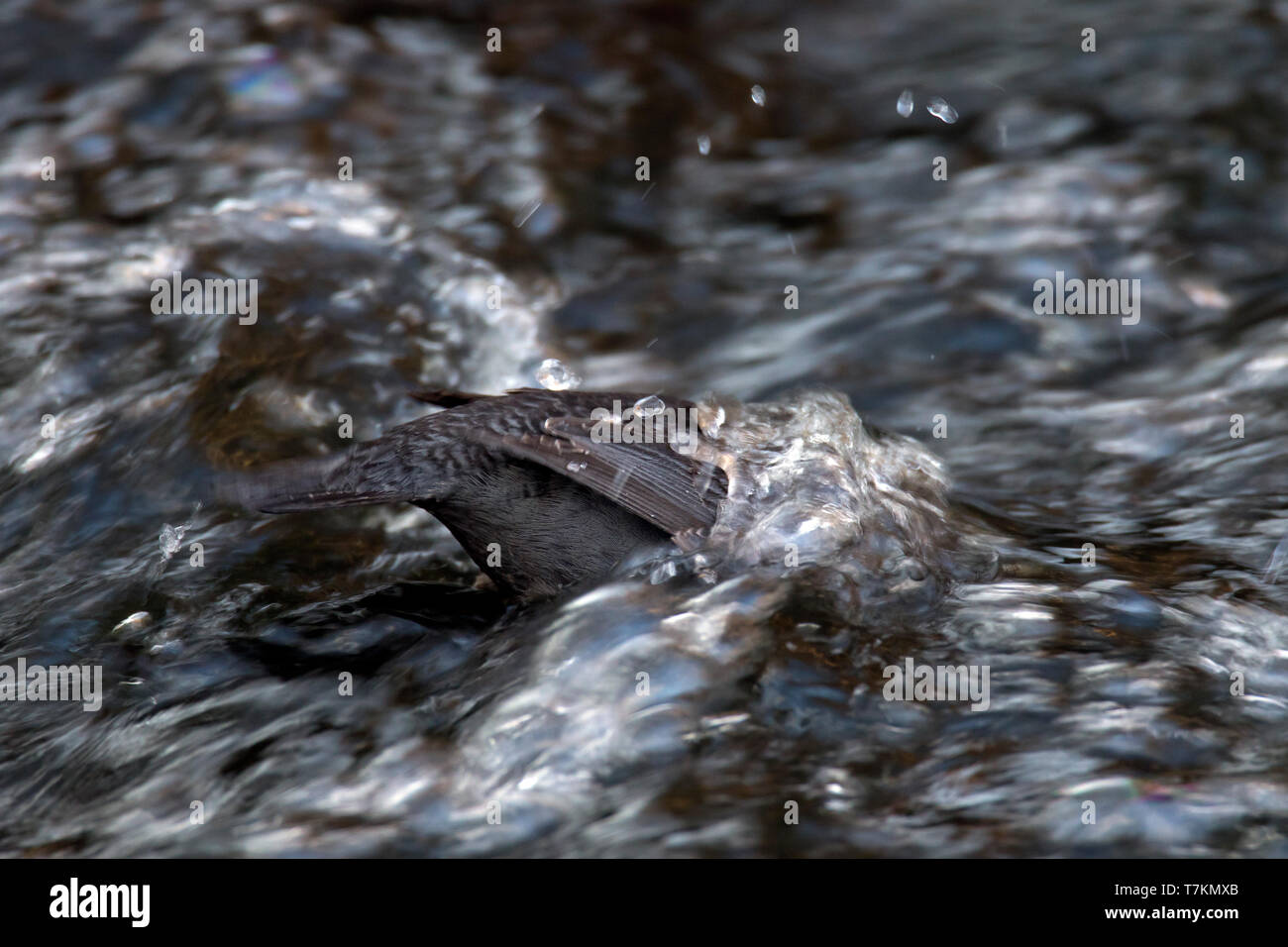 Wasseramsel/Europäischen Pendelarm (Cinclus cinclus Aquaticus) nahrungssuche Tauchen Unterwasser im Stream im Winter Stockfoto