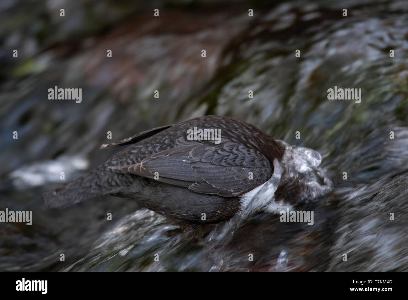 Wasseramsel/Europäischen Pendelarm (Cinclus cinclus Aquaticus) nahrungssuche Tauchen Unterwasser im Stream im Winter Stockfoto