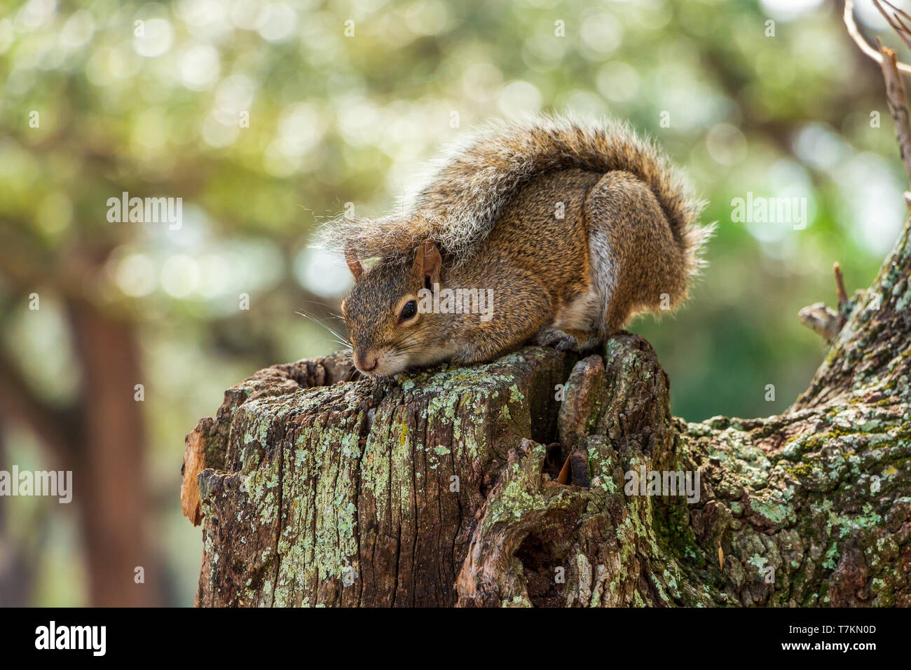 Östlichen Grauhörnchen (Sciurus carolinensis) im defensiven Haltung mit Rute über dem Rücken - Topeekeegee Yugnee (TY) Park, Hollywood, Florida, USA Stockfoto