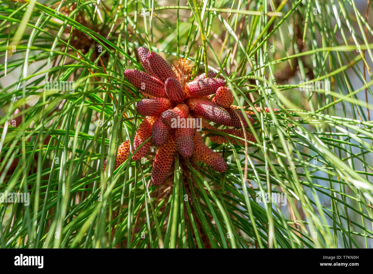Südflorida Schrägstrich Kiefer (Pinus elliottii densa) Männliche pollen Kegel closeup - Pine Island Ridge Natural Area, Davie, Florida, USA Stockfoto