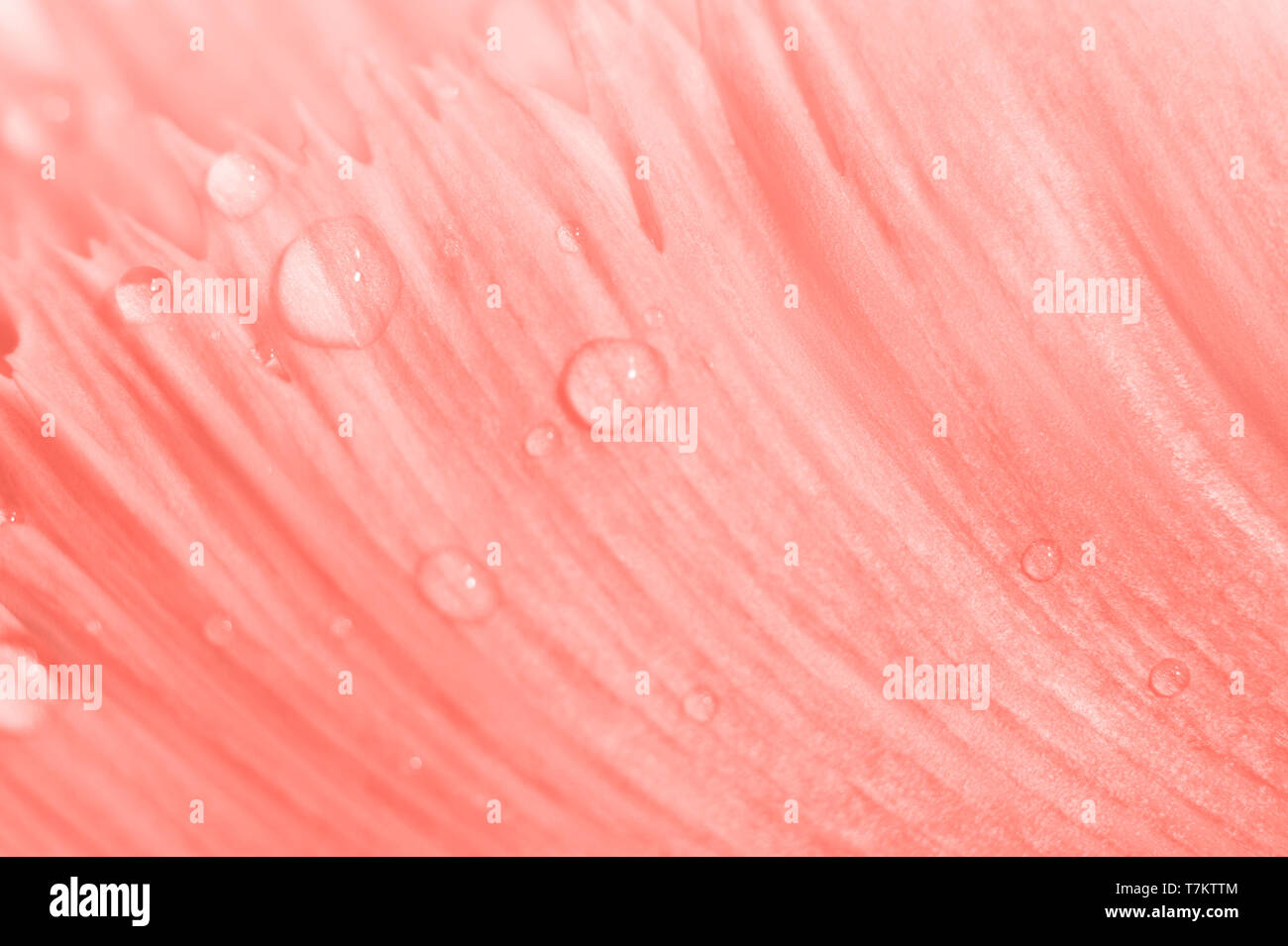 Trendy lebende Koralle gefärbt floral background. Nahtlose floral Textur mit Farbverlauf und Copyspace. Tulip Petalen mit Wassertropfen Stockfoto