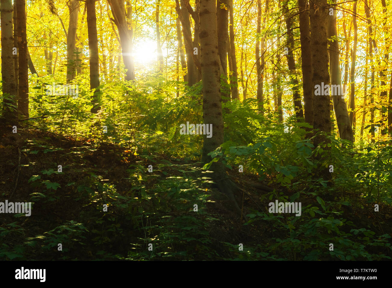 Sonnenstrahlen durch Äste in einem Blatt Wald Stockfoto