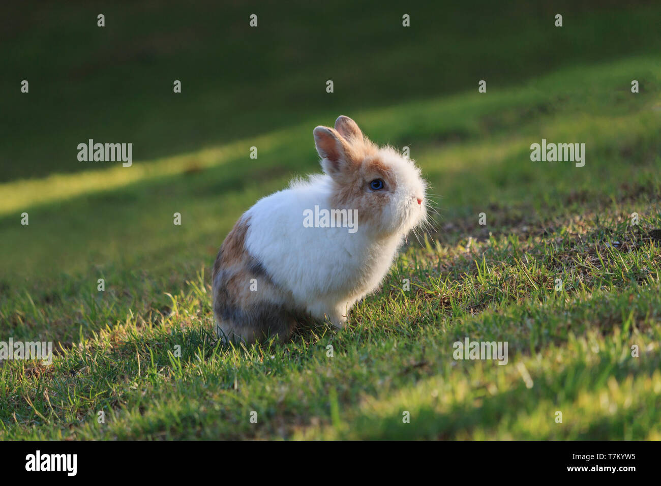 Netherland Dwarf Kaninchen sitzen auf Gras bei einem Sonnenuntergang Stockfoto