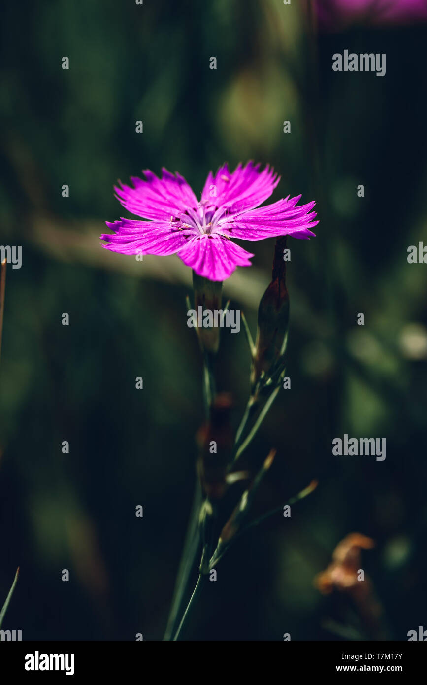 Blume rosa Dianthus auf der Wiese Stockfoto