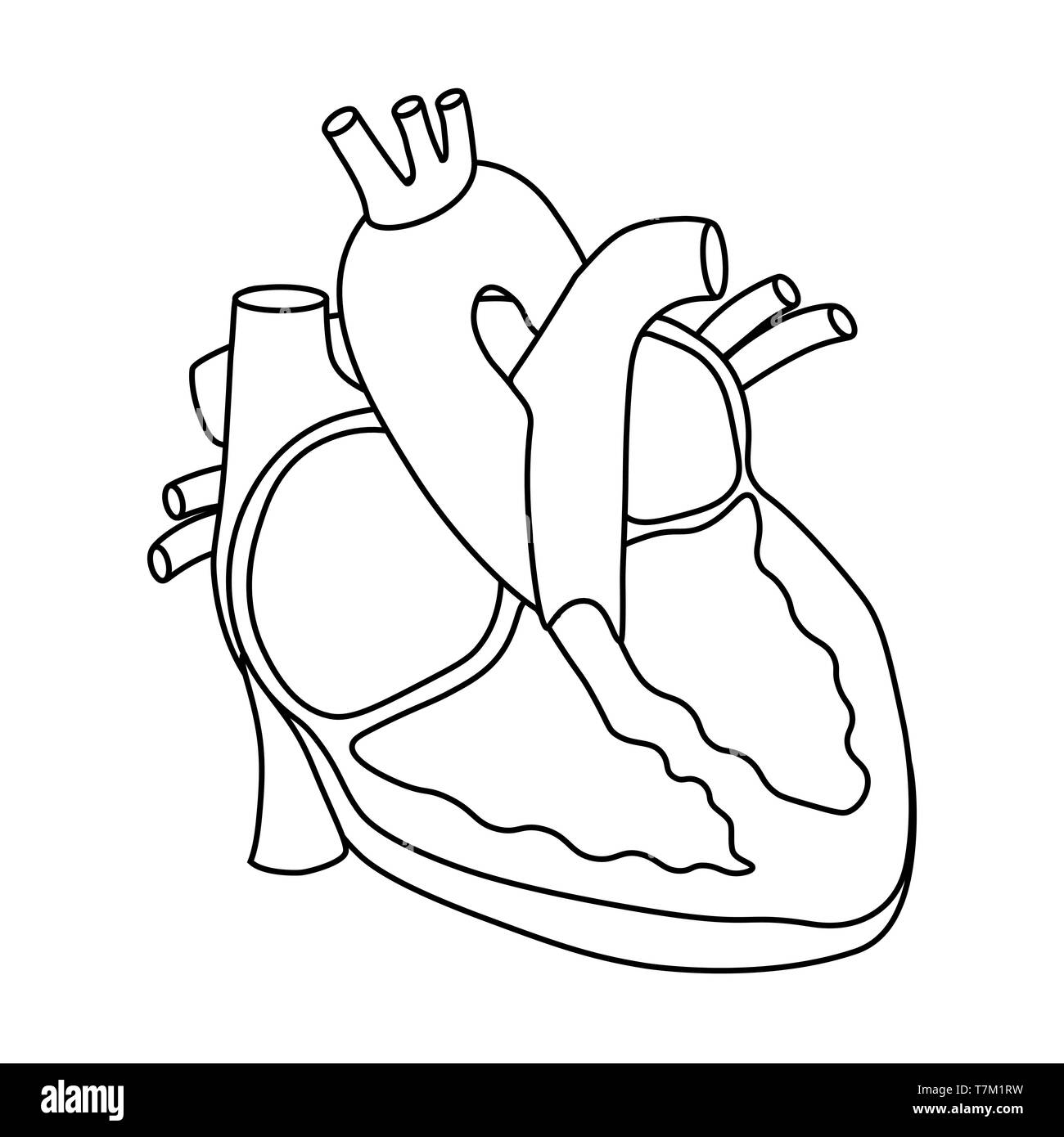 Vector Illustration des Herzens - Teil der menschlichen biologischen. Stock Vektor