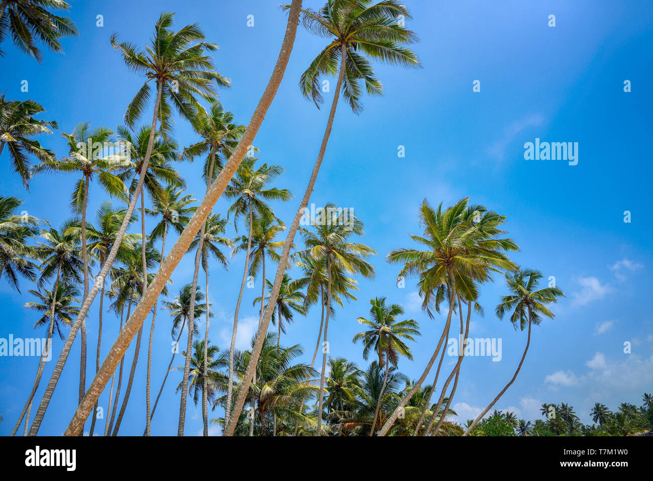 Hintergrund mit Palmen und Sky Stockfoto