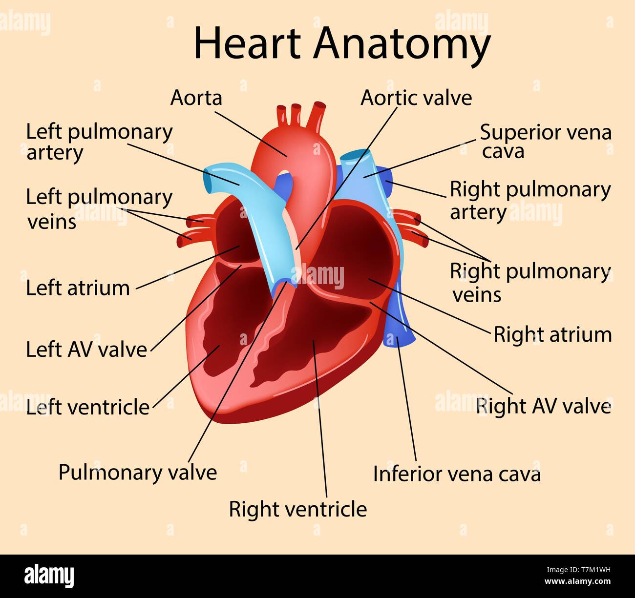 Vektor anatomische Abbildung des Herzens, die Teil der menschlichen biologischen. Stock Vektor