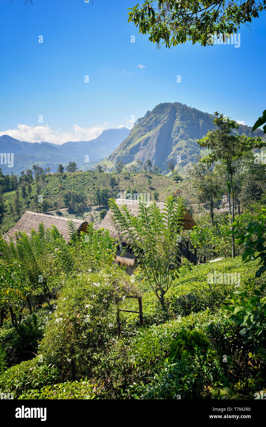 Ceylon landschaft Fotos und Bildmaterial in hoher Auflösung Alamy