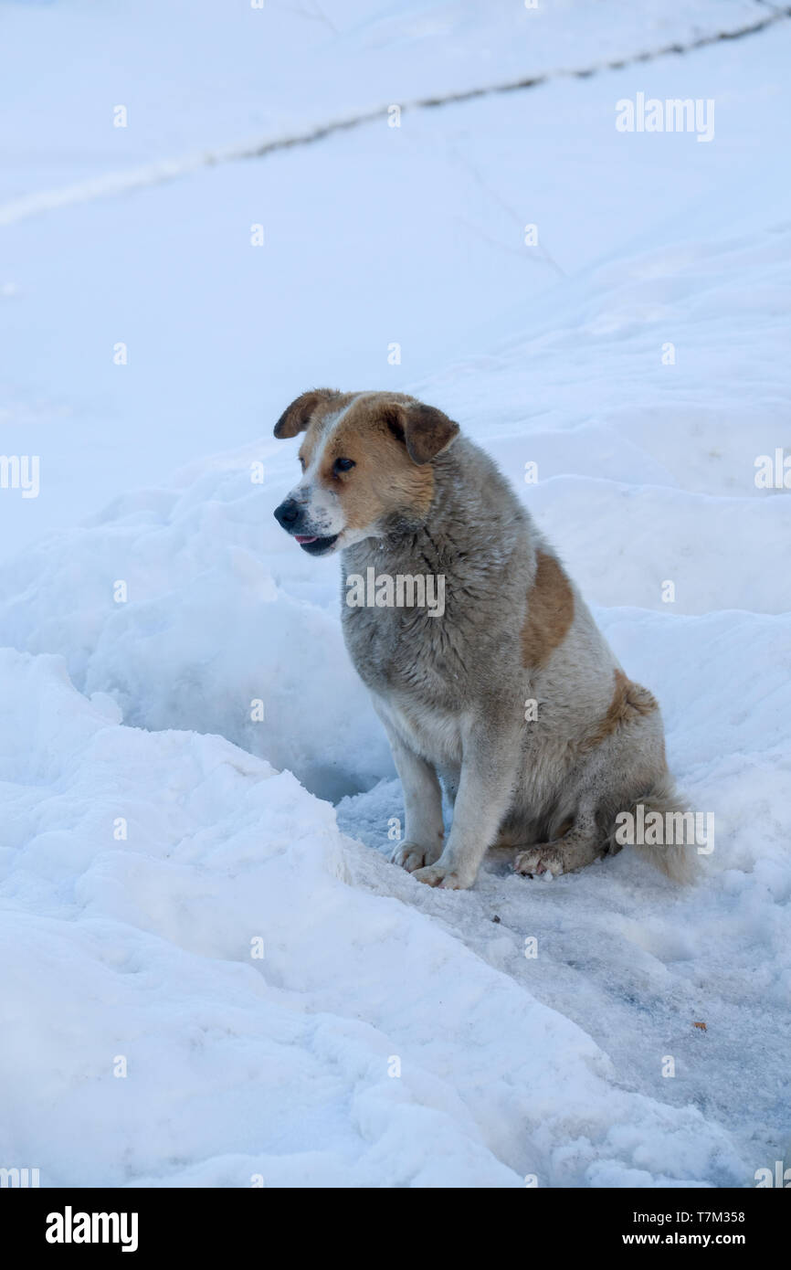 Winter mit Schnee schöne & Lonely Planet in Spiti Valley, Himachal Pradesh, Indien - Hunde und eisigen Hintergrund, eisigen glatten Straßen Stockfoto