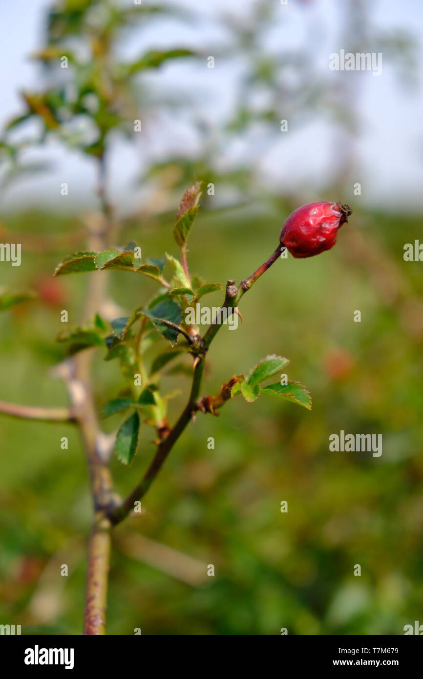 Hagebutten Stockfoto
