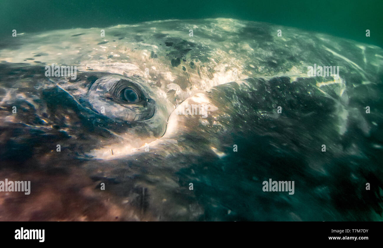 Closup von Auge von einem Grauen Wal (Eschrichtius robustus) knapp unter der Oberfläche in Baja California Sur, Mexiko. Stockfoto