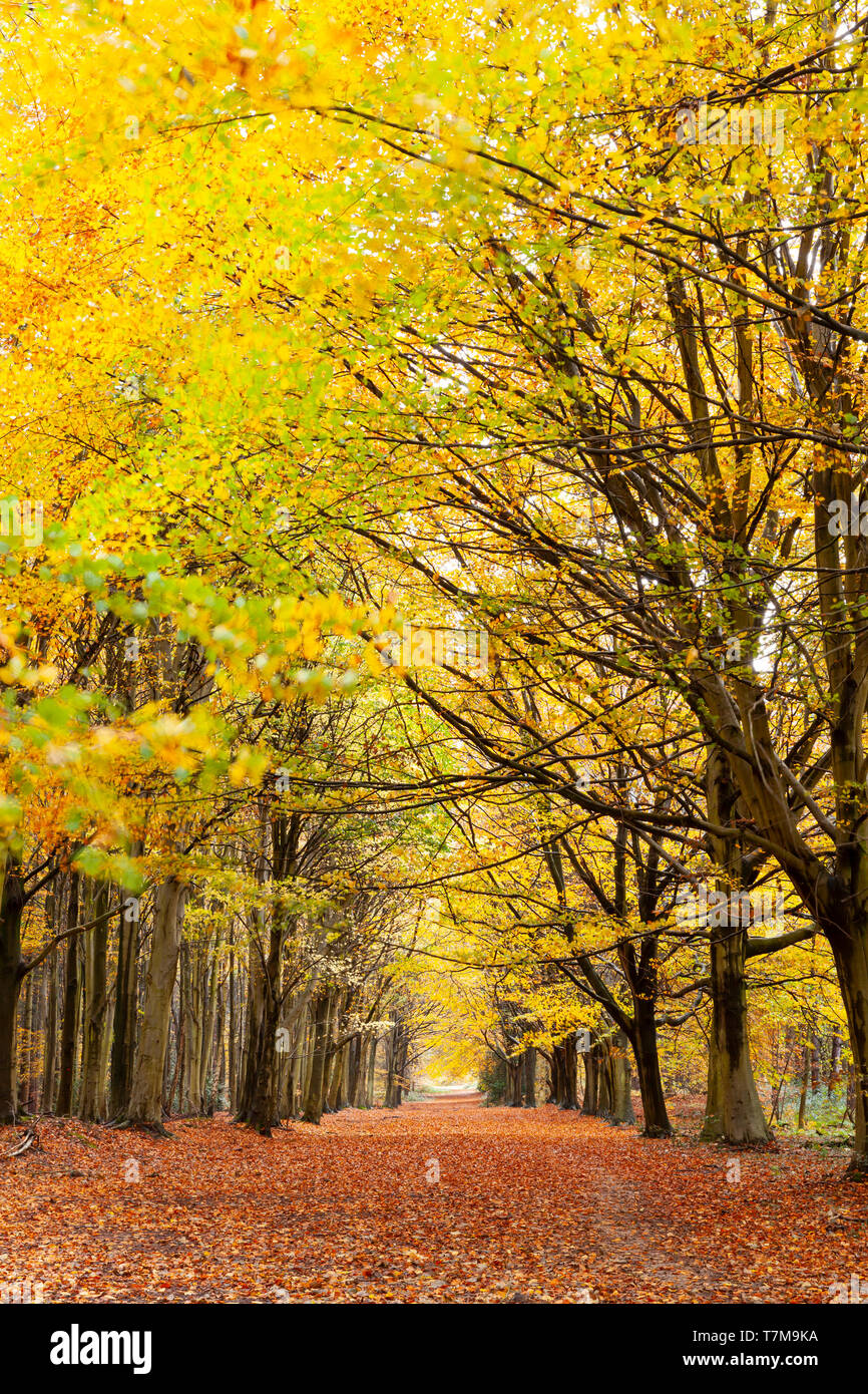Allee der Bäume im Herbst mit goldenen Blätter bedecken den Waldboden. Saisonale fallen woodland Farben Stockfoto