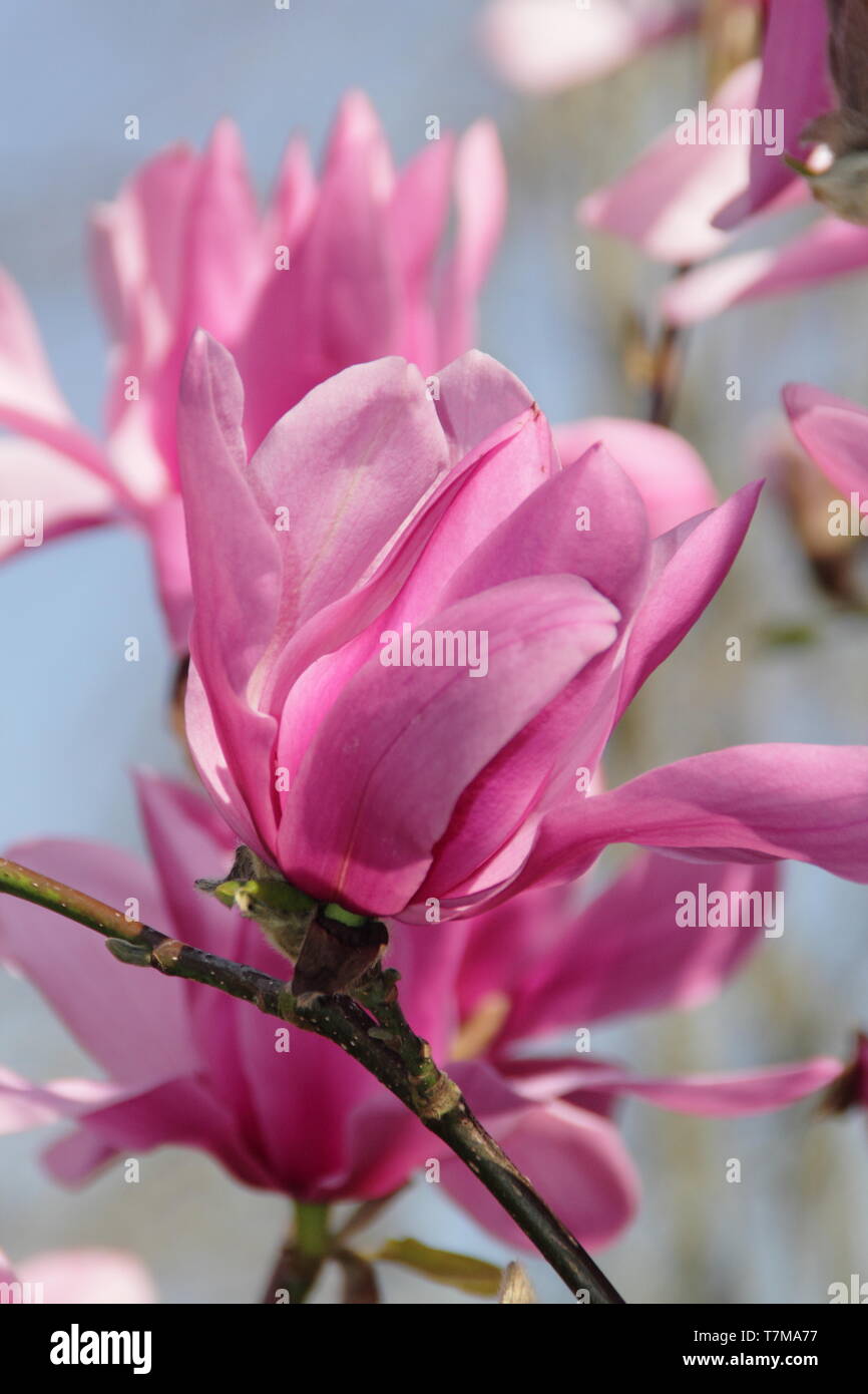 Magnolia 'Caerhays Überraschung'. Seerose geformte Blüten von Magnolia 'Caerhays Überraschung' im Frühjahr. UK. Hauptversammlung Stockfoto