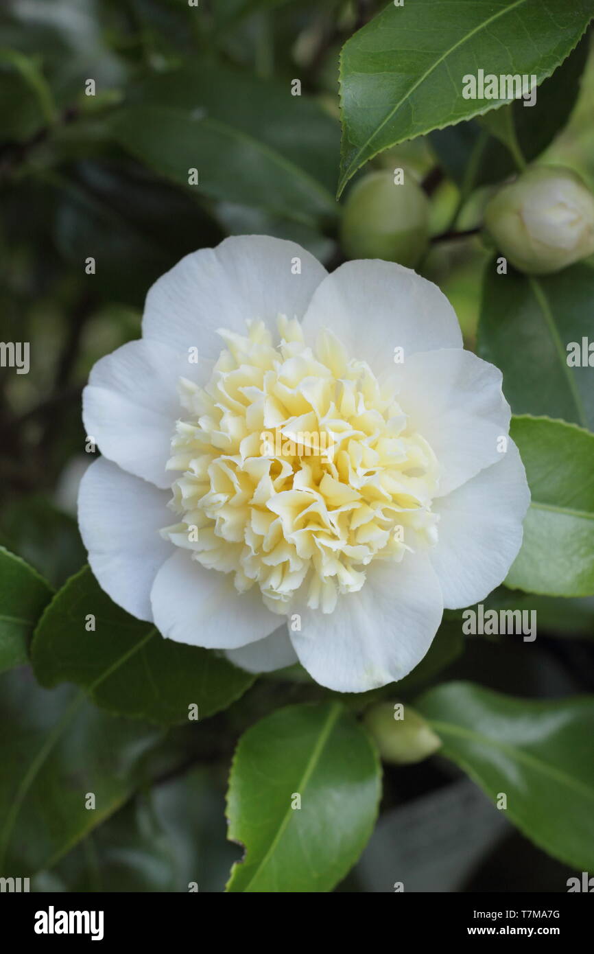 Camellia japonica 'Gwenneth Morey' Blüten im Frühling Stockfoto