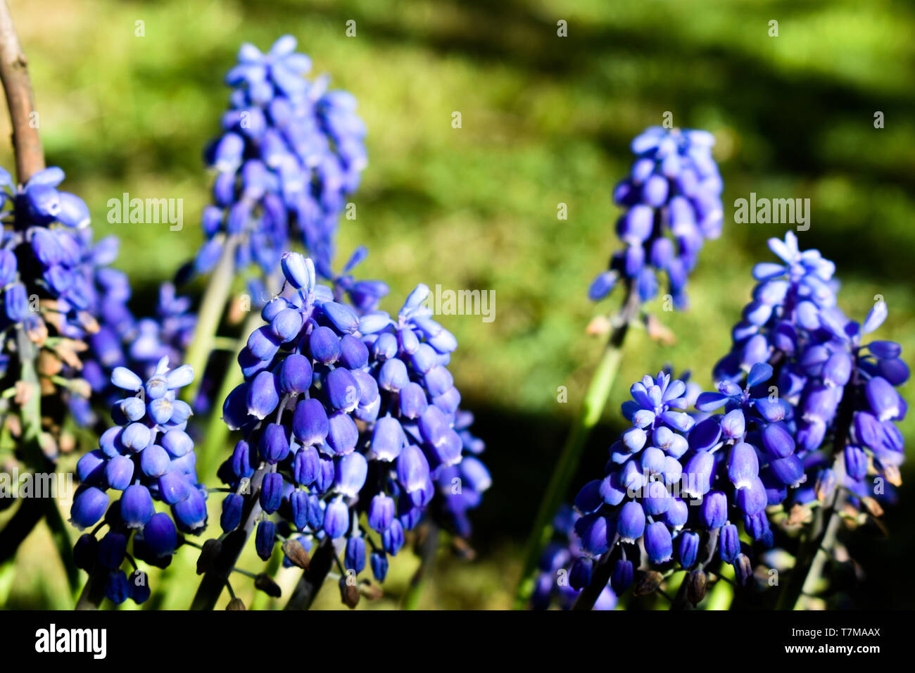 Schöne blaue Traubenhyazinthen Muscari Neglectum-Anlage im Garten während der sonnigen Frühlingstag. Stockfoto