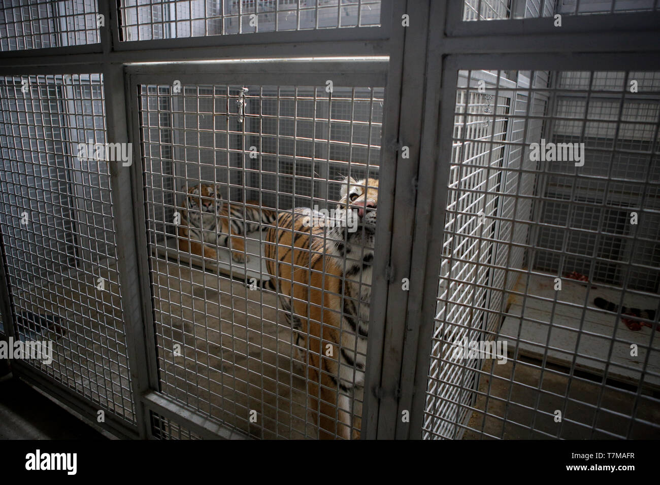 Wilde sibirische Tiger im Käfig in einem Zirkus menagerie - Tierquälerei Stockfoto