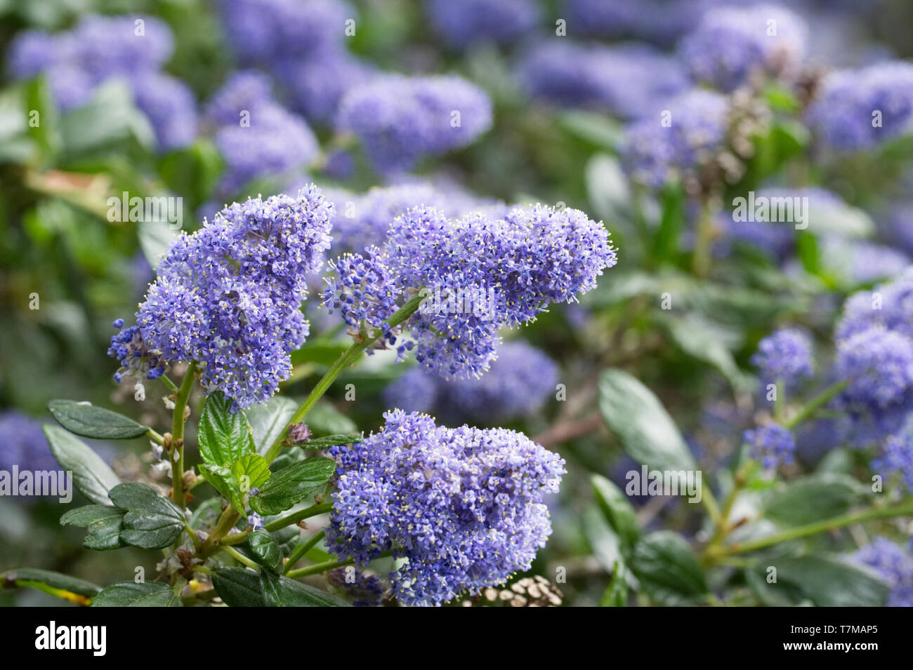 Blau Blühender Strauch Stockfotos und bilder Kaufen Alamy