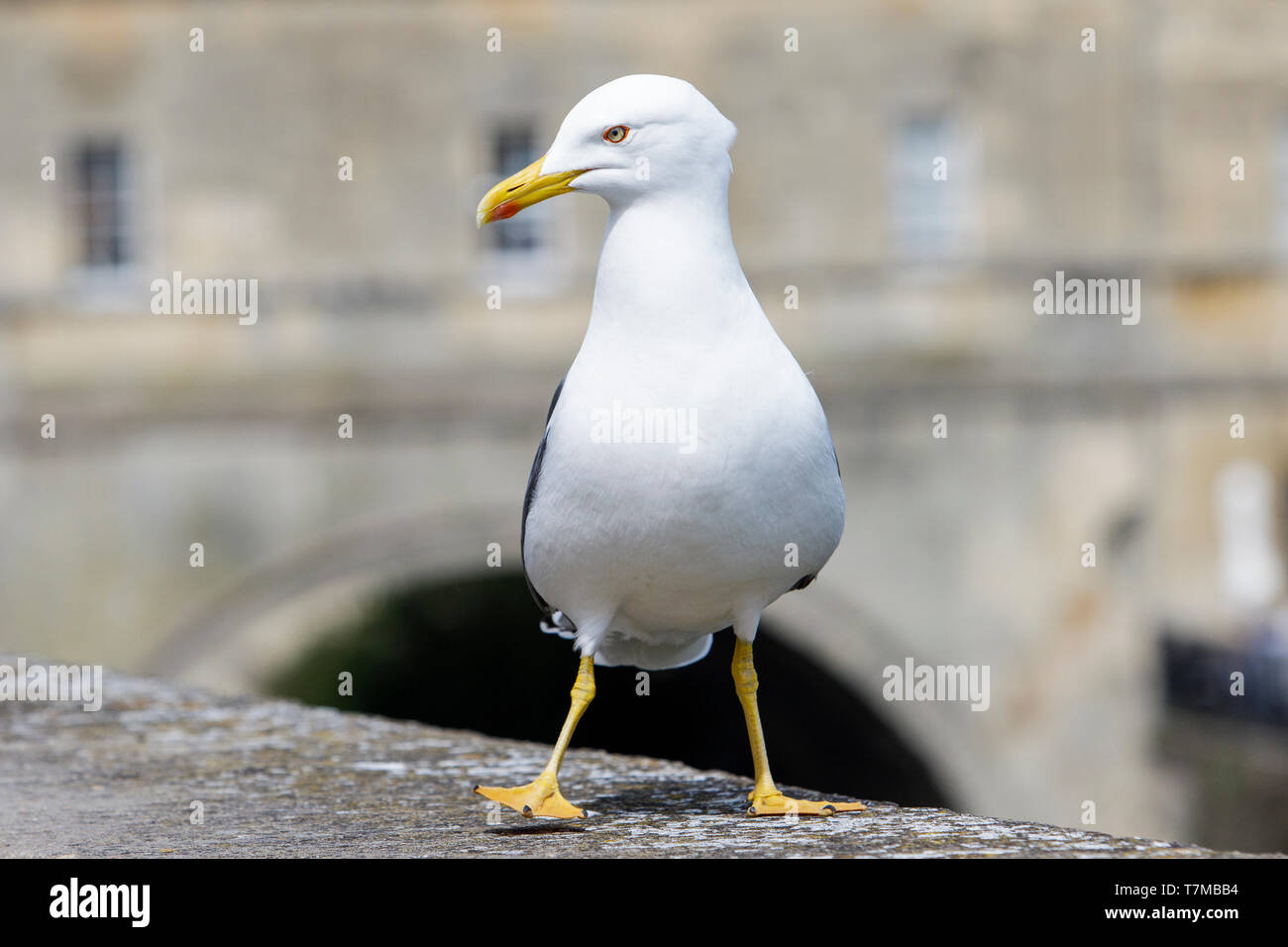 Eine gelbe legged Gull/Seagull wird dargestellt, stehend an der Wand neben dem Fluss Avon vor Pulteney Bridge in Bath Somerset England VEREINIGTES KÖNIGREICH Stockfoto