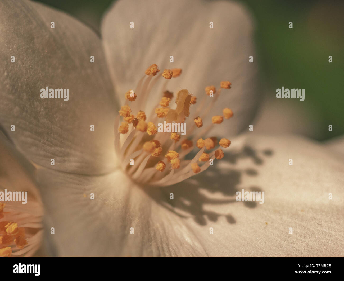 Detailansicht Der blütenstempel innerhalb der blütenkrone Eine weiße Blume Stockfoto