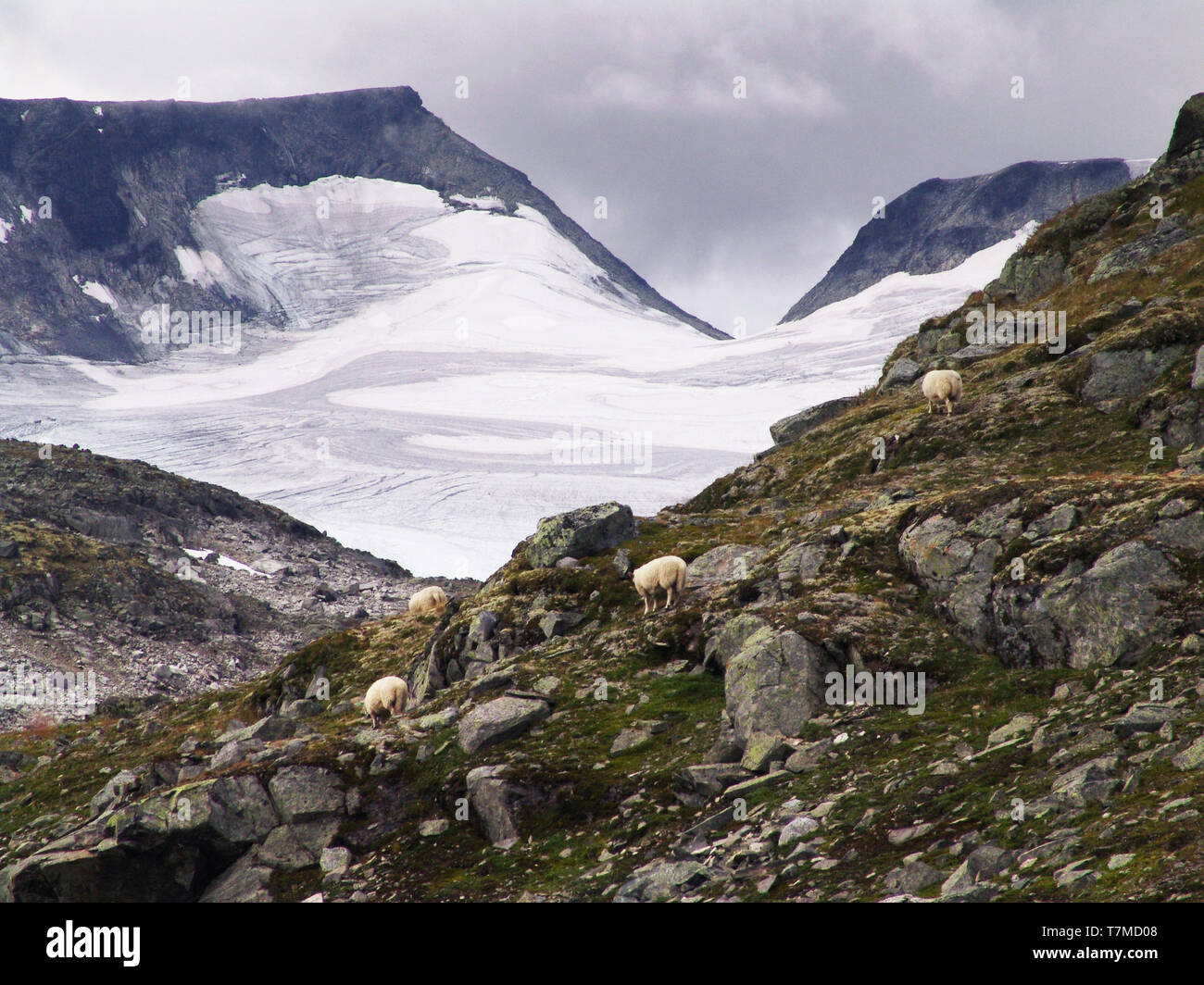 Vier Schafe vor dem fannaråki/Jotunheimen/Norwegen Stockfoto