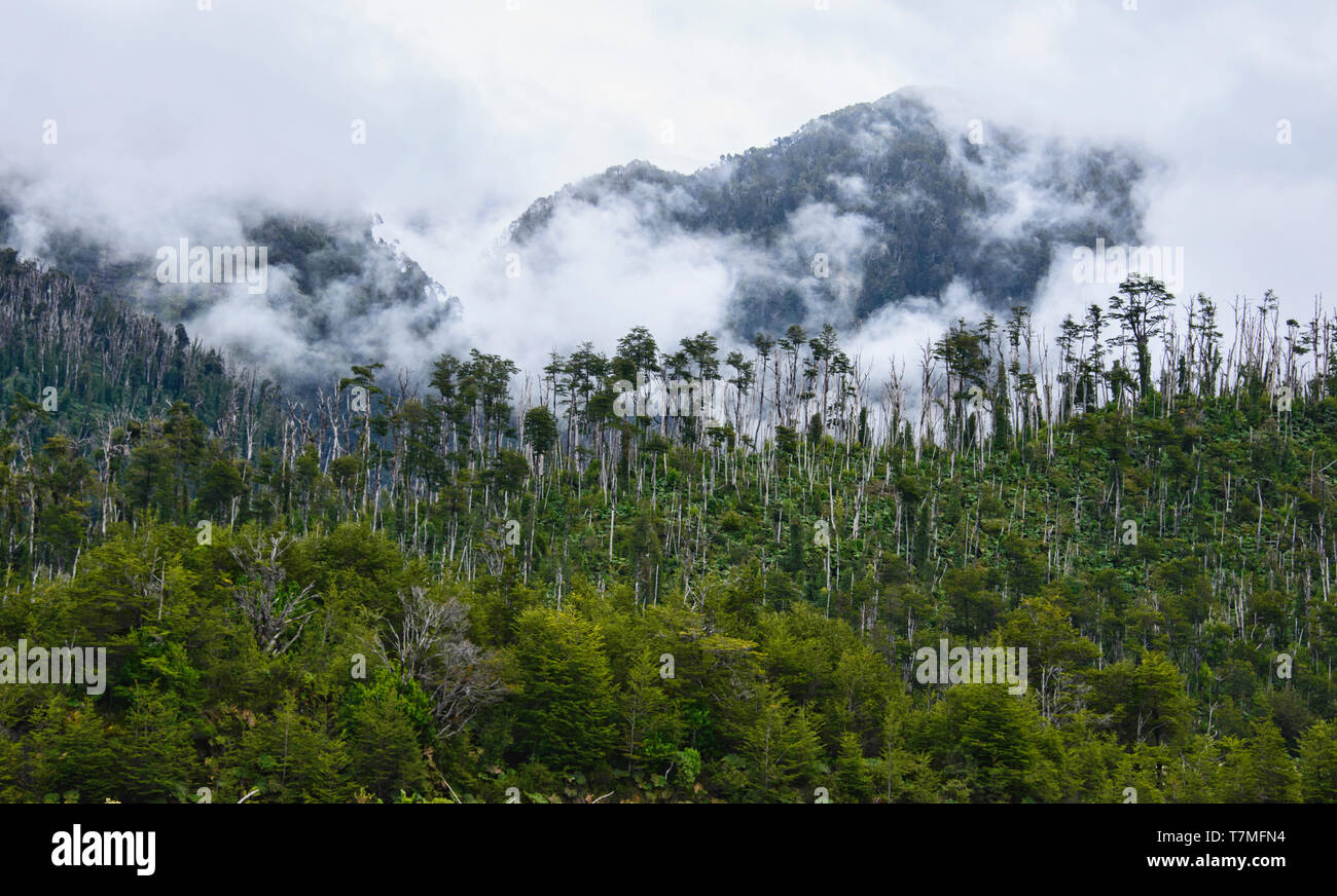 Lenga (südliche Buche) Wald, Nationalpark Pumalin, Patagonien, Region de los Lagos, Chile Stockfoto