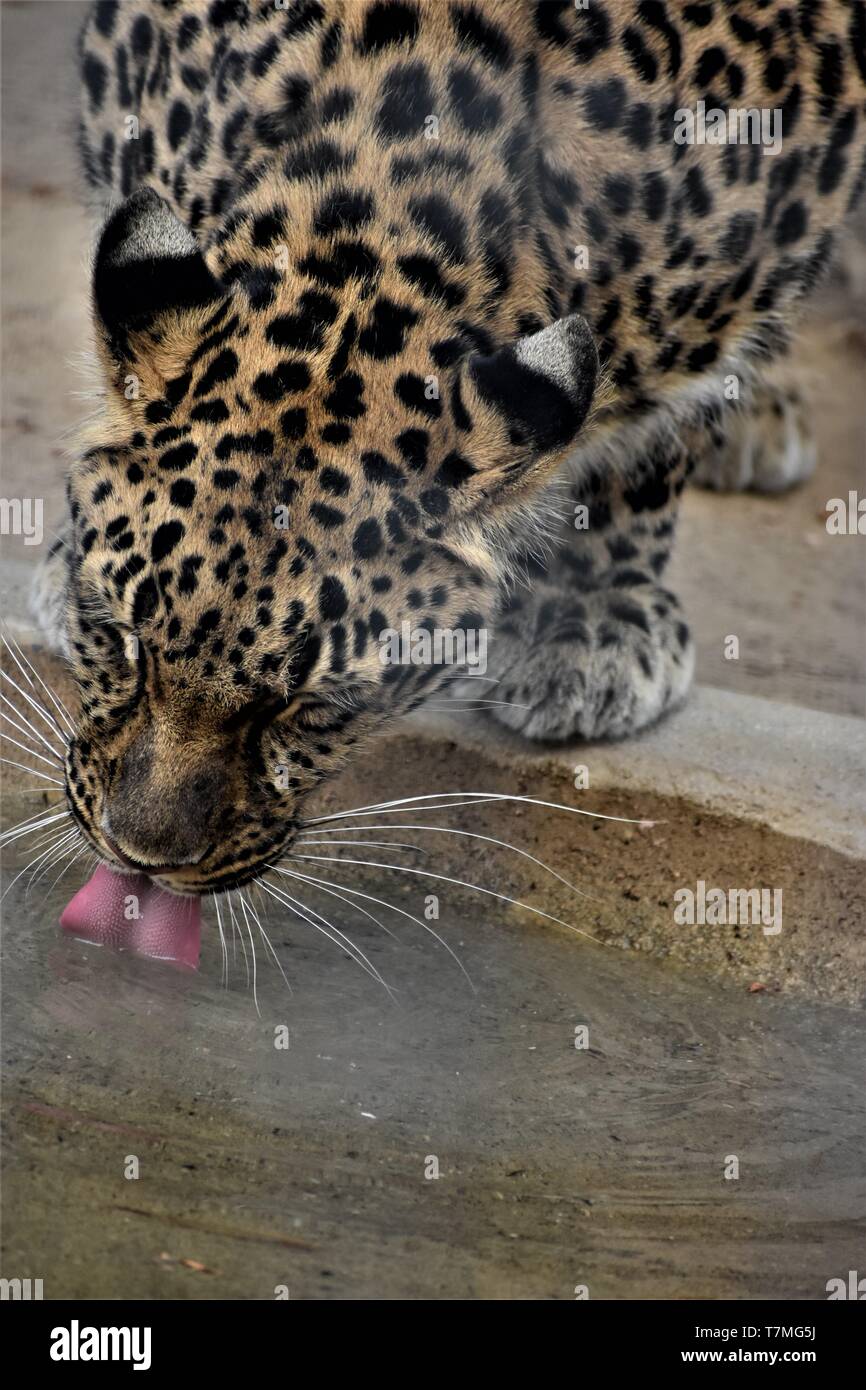 Amur-Leopard Stockfoto