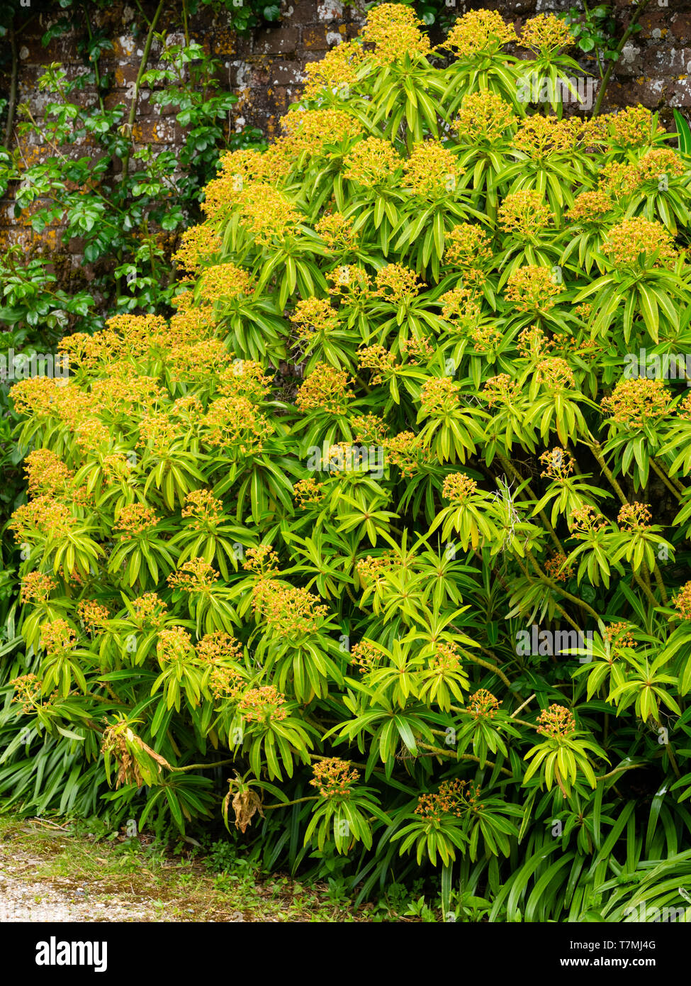Braun Frühling Blüten sitzen über das Blattwerk der immergrünen Honig Bush, Euphorbia mellifera Stockfoto