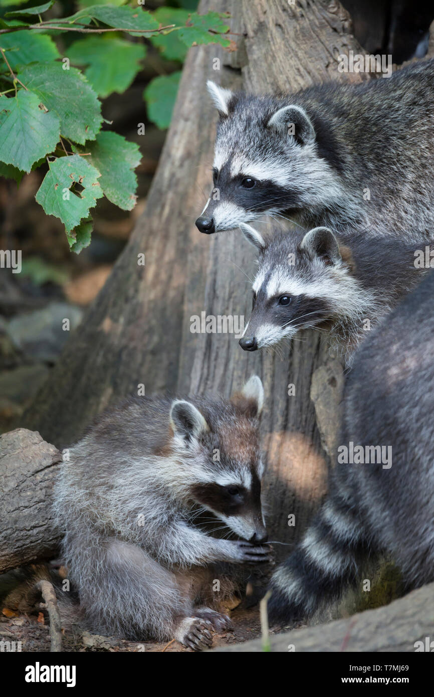Waschbär (Procyon Lotor). Drei Personen weiter auf einen Baumstamm. Deutschland Stockfoto