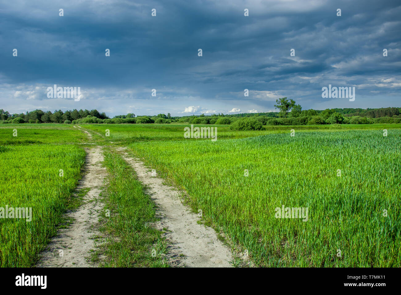 Straße durch grüne Feld mit Getreide, Bäume am Horizont und dunkle Wolken am blauen Himmel - Wólka Czułczycka, Lubelskie, Polen Stockfoto