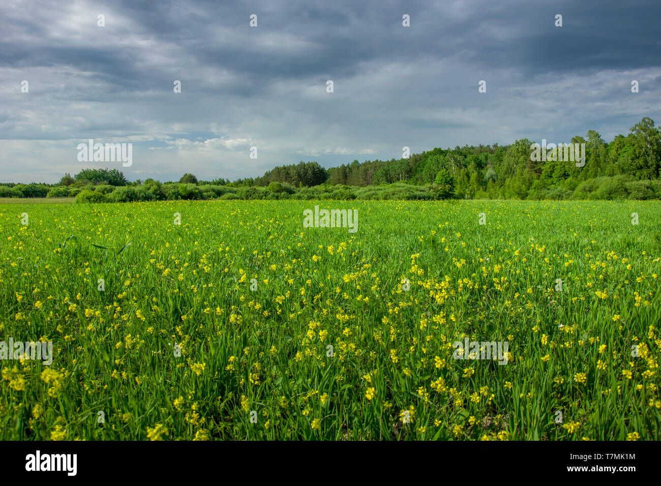 Grüne Wiese mit gelben Blumen, Wald am Horizont und dunkle Wolken am Himmel - Ansicht im Frühling Stockfoto