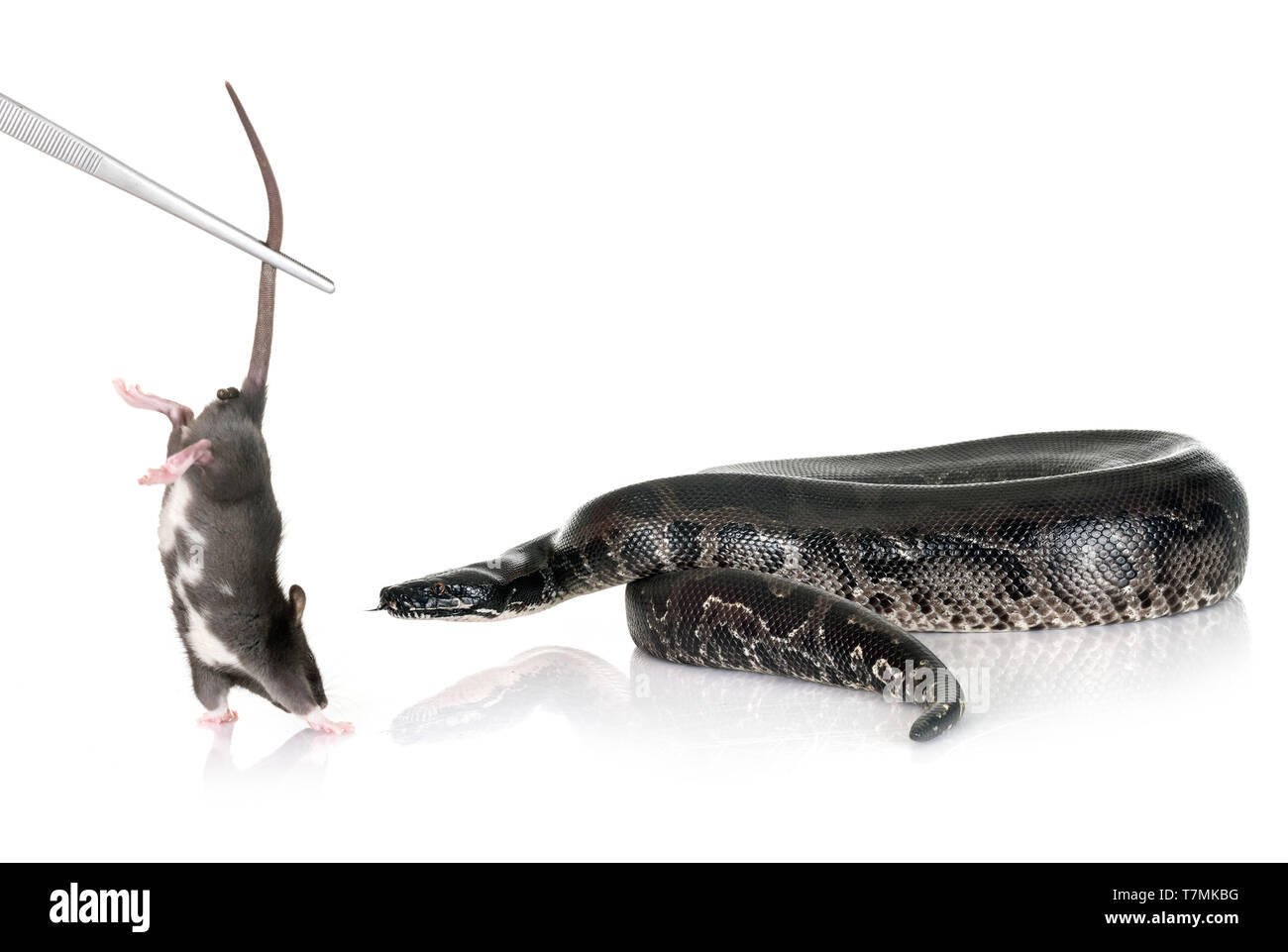 Python curtus vor weißem Hintergrund Stockfoto