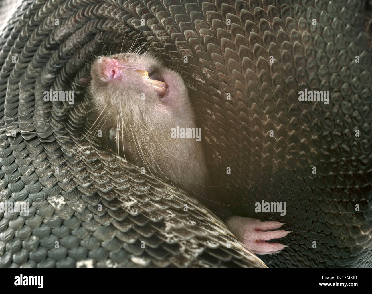 Python curtus vor weißem Hintergrund Stockfoto