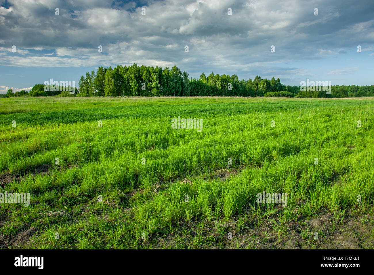 Frühjahr grünes Feld, Wald am Horizont und dunkle Wolken am Himmel - Zarzecze, Lubelskie, Polen Stockfoto