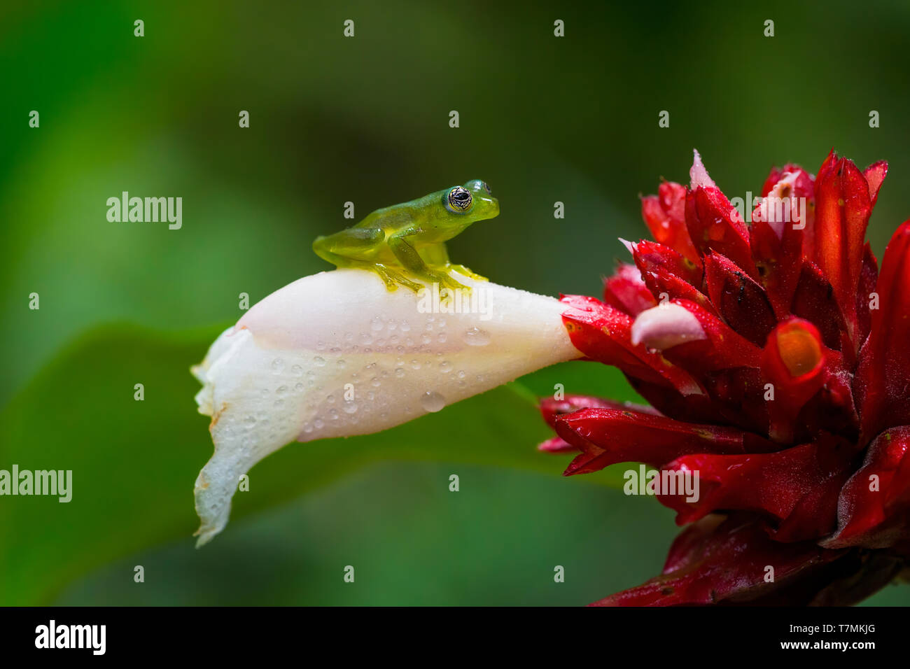 Stachelige Glas Frosch auf einer Blume Stockfoto