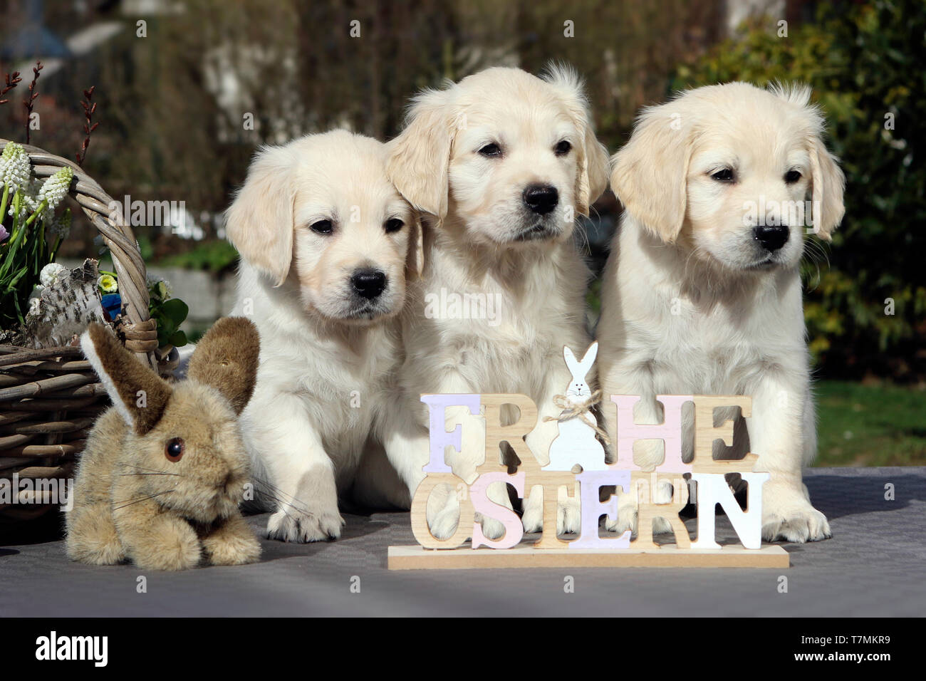 Golden Retriever. Drei Welpen (Weibchen, 7 Wochen alt) mit Plüsch bunny und Schild "Frohe Ostern". Deutschland Stockfoto