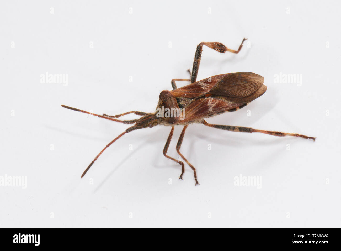 Western Nadelbaum Same Bug (Leptoglossus occidentalis). Nach isoliert auf weißem Hintergrund. Deutschland Stockfoto