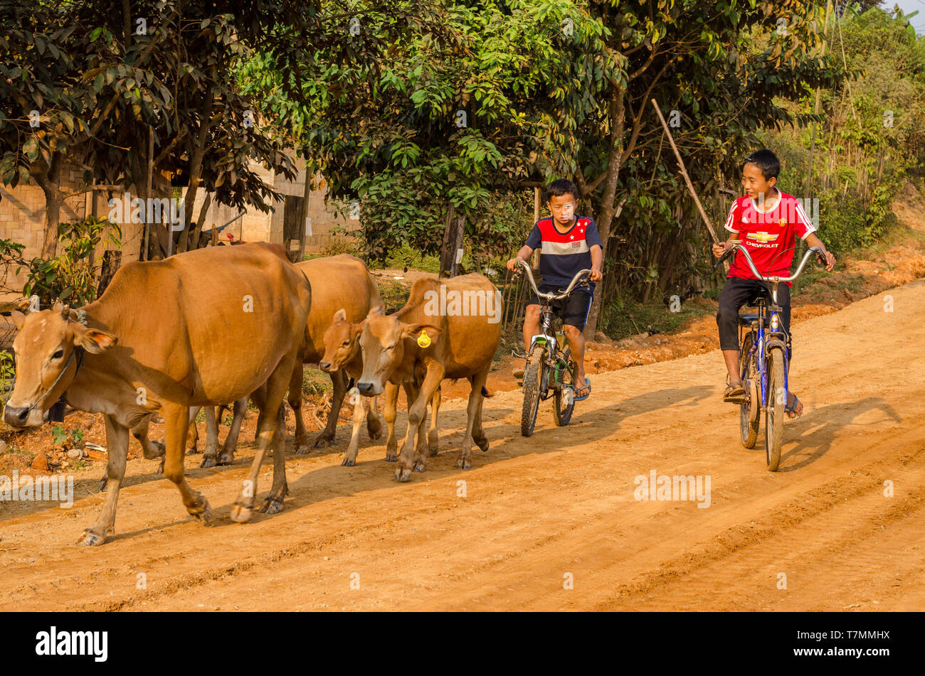 Jungen Herder und ihr Vieh in der Landschaft von Vang Vieng, Laos Stockfoto