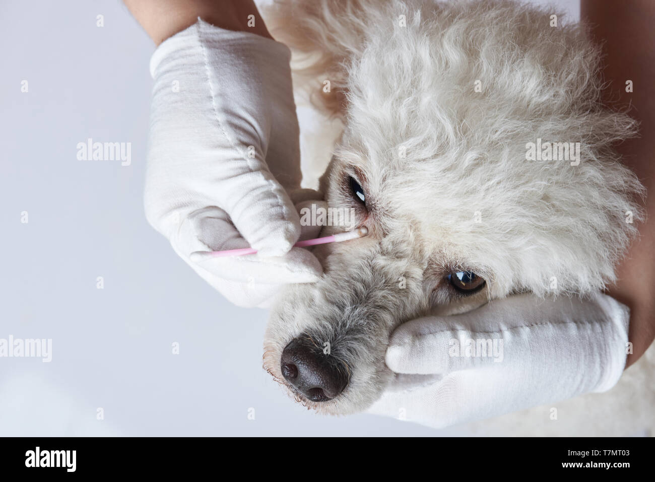 Hund Auge Infektion Thema. Wischen hund Auge mit Wattestäbchen Stockfoto