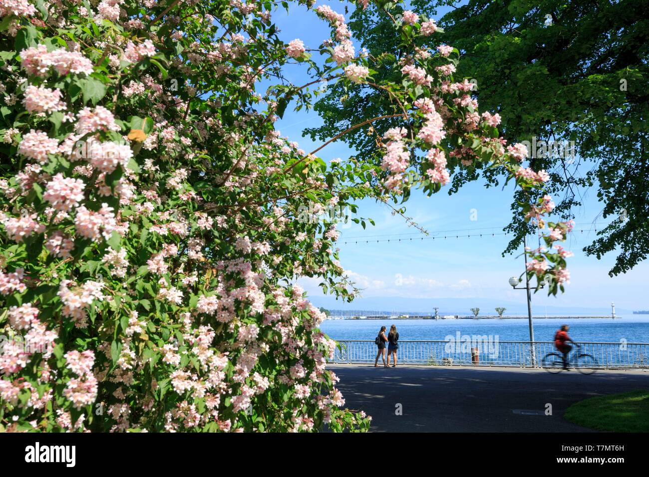 Schweiz, Genf, den Genfer See, Englischer Garten, Promenade du Lac Stockfoto