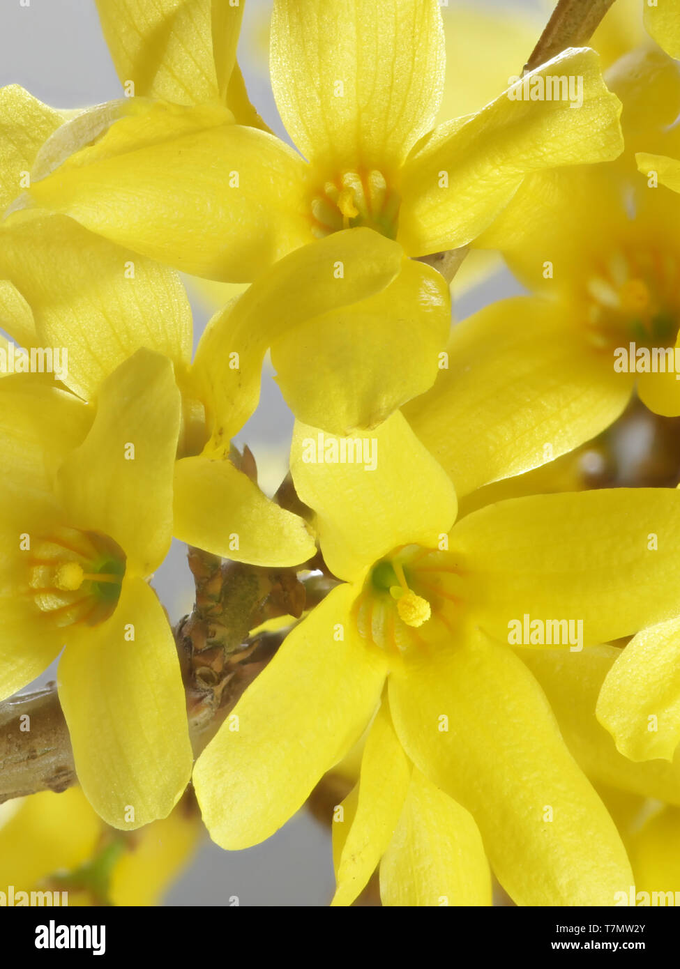 Forsythia ovata, weiß, gemeinhin als Ostern Baum oder Forsythia Stockfoto