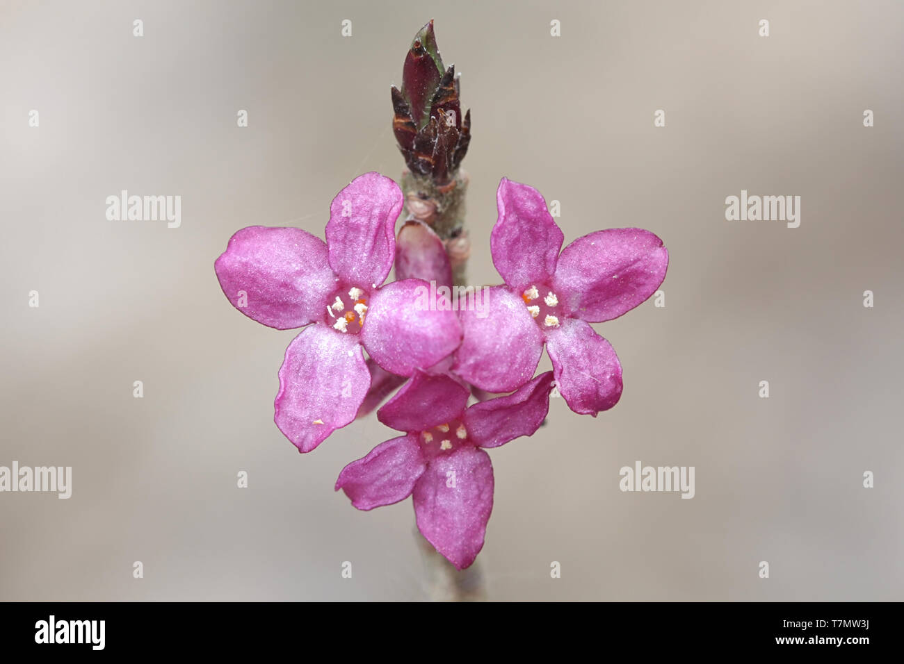 Daphne mezereum, allgemein bekannt als mezereum, mezereon, Februar Daphne, wolfsmilch Wolfsmilch olive Lorbeer oder Stockfoto