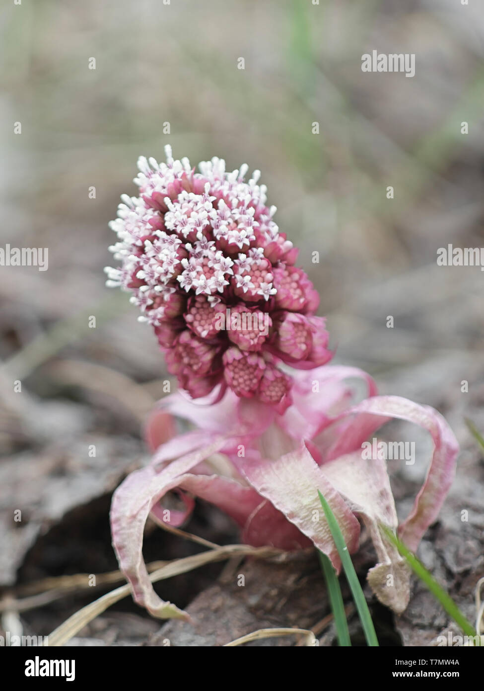 Petasites hybridus, die Gemeinsame Pestwurz, auch als Bog Rhabarber, Devil's Hut oder Pestilenz Johanniskraut bekannt Stockfoto