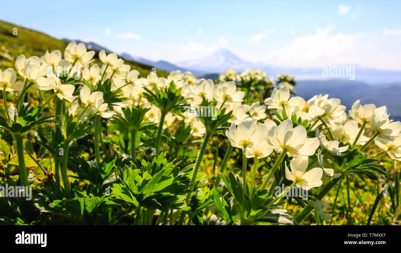 Spring Mountain Landschaft mit weißen Blüten. Blick auf den Vulkan Ilinsky, Kamtschatka, Russland Stockfoto