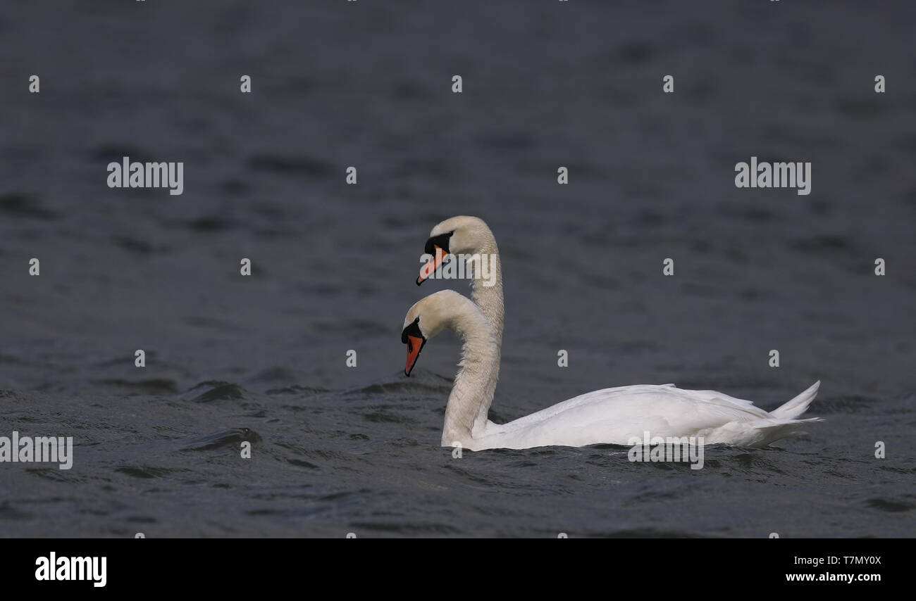 Koppeln Sie im synchronisierten Schwimmen stumm geschwommene Schwäne. Serie von 4 Bildern Stockfoto