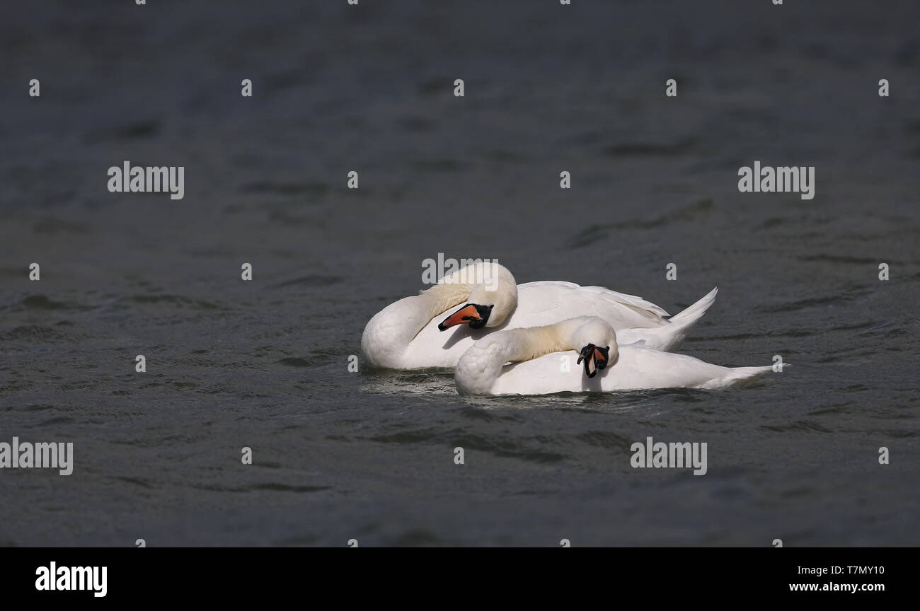 Koppeln Sie im synchronisierten Schwimmen stumm geschwommene Schwäne. Serie von 4 Bildern Stockfoto