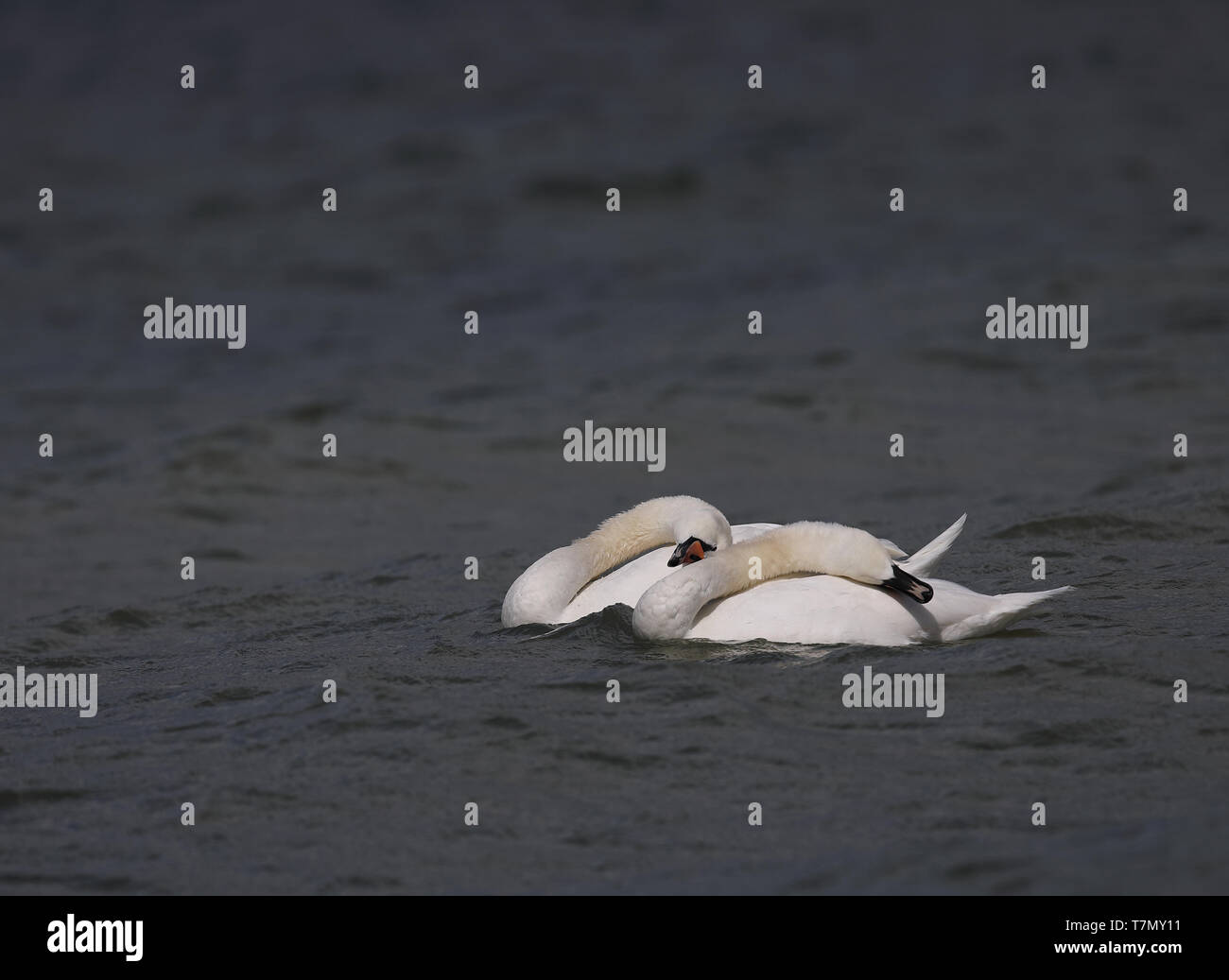 Koppeln Sie im synchronisierten Schwimmen stumm geschwommene Schwäne. Serie von 4 Bildern Stockfoto