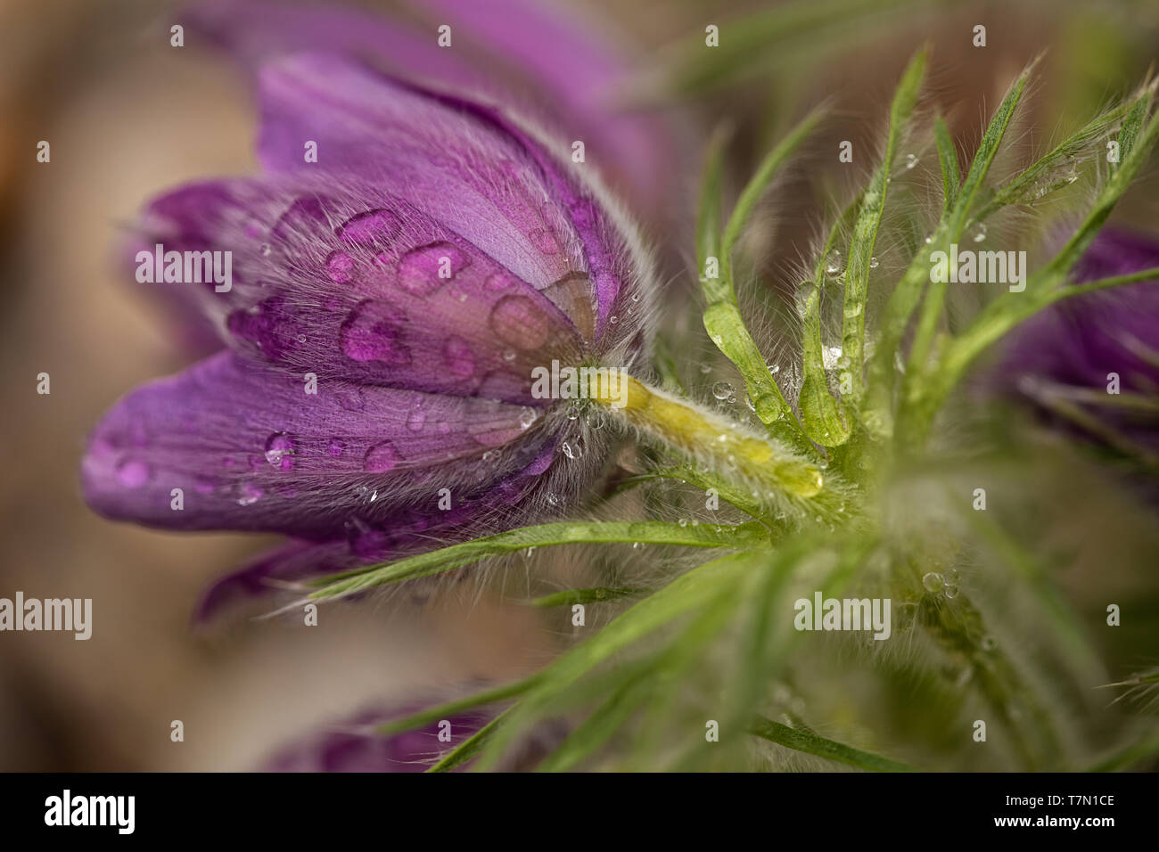 Nahaufnahme eines Pasque flower Bud durch genäßt Tau Stockfoto