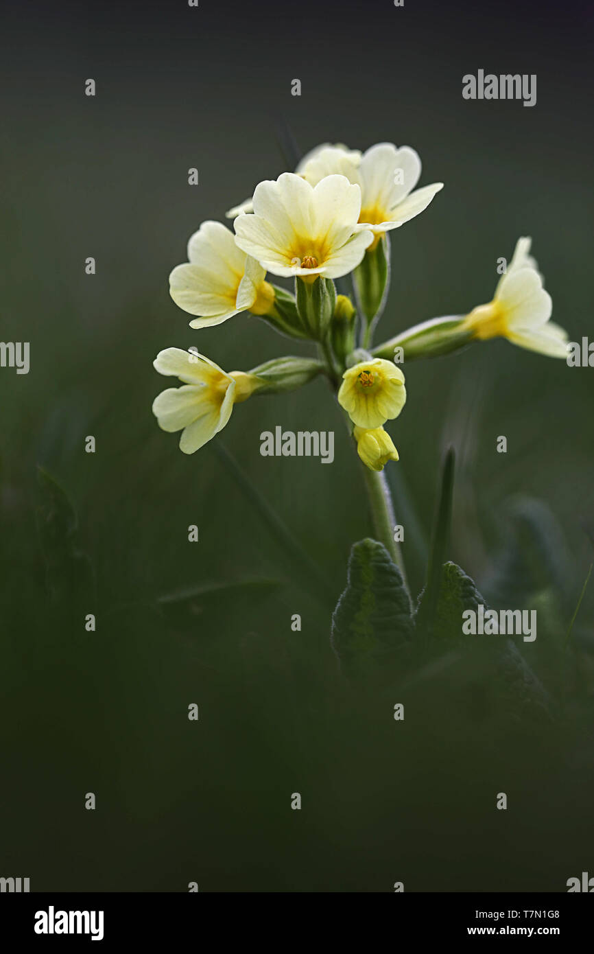 Verträumtes Bild eines Schlüsselblume im Rasen wächst Stockfoto