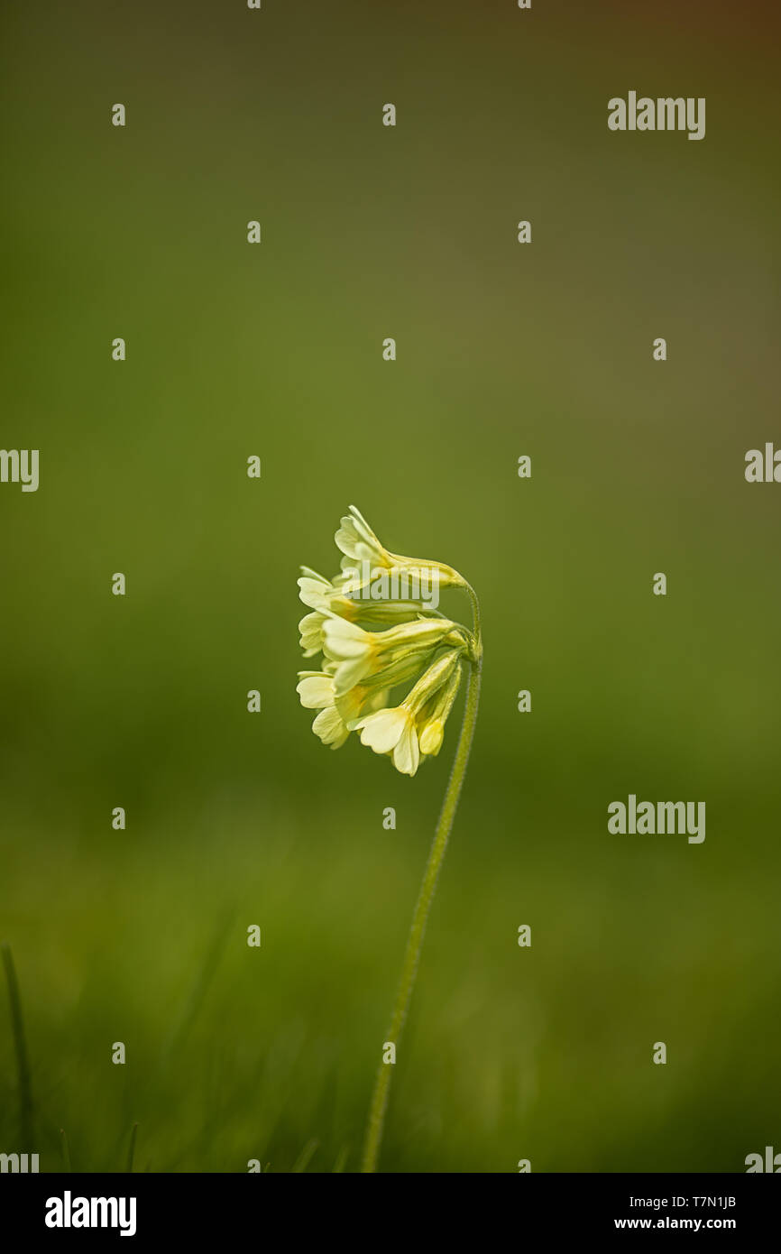 Nur grüne und gelbe Schlüsselblume im Rasen Stockfoto